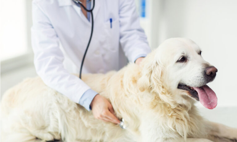 Compounding-The-Future-of-Pet-Healthcare