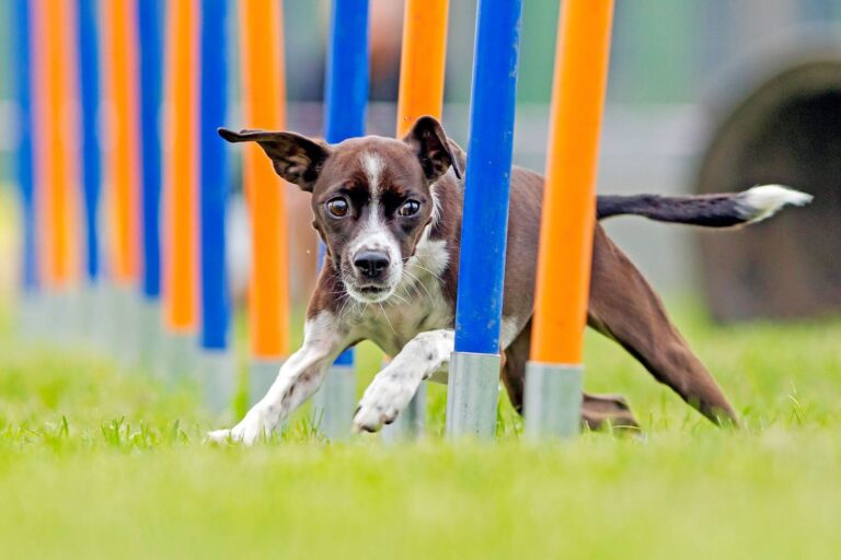 dog-agility-training-533519409-2000-b13c73d7d2a24da487de0a8b679ba2f9