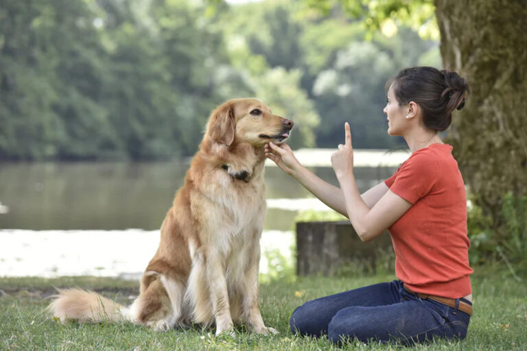 how-late-is-too-late-to-train-an-older-dog_800x800